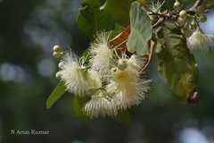 Syzygium samarangense